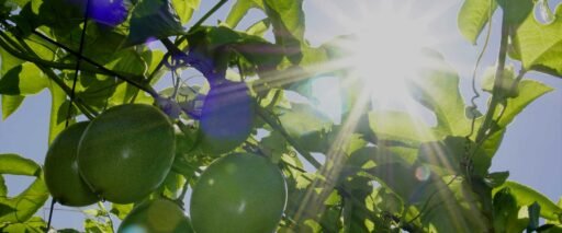 assion fruit! PF Farms in Okeechobee