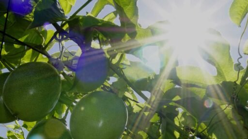 assion fruit! PF Farms in Okeechobee